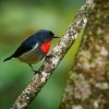 Kvetozob horsky - Dicaeum monticolum - Black-sided Flowerpecker o4204